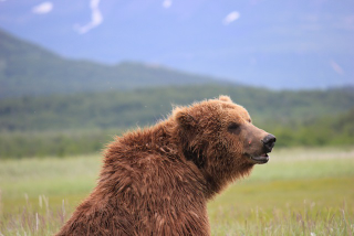 Illustration for article titled Please Enjoy This Gallery Of Amazing Bear Photos